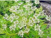 chiết xuất rễ cây bạch chỉ